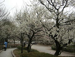 板橋区立美術館前の公園の梅